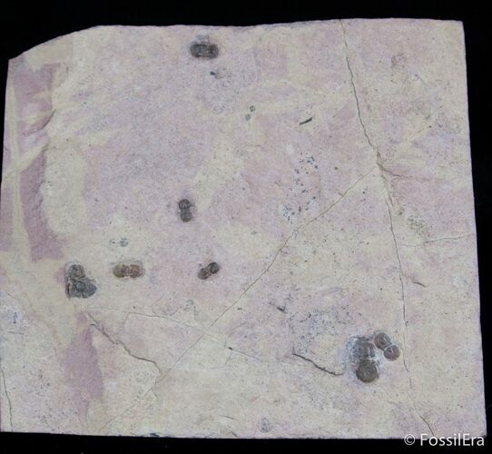 Agnostid Trilobite Puddle - Marjum Formation #3050